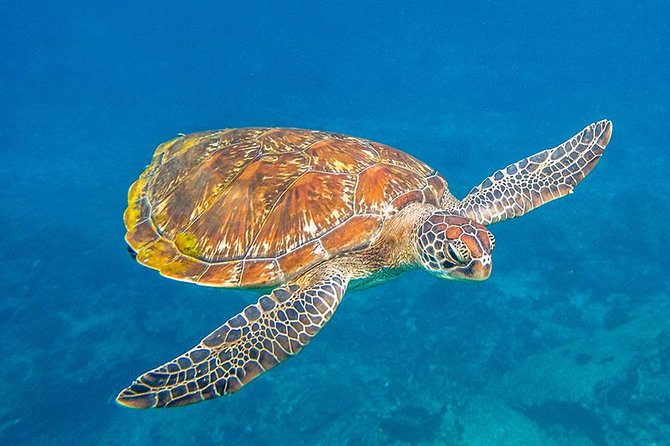 Similan Islands Snorkeling VIP Tour From Phuket - Ko PA Yu and Bangu Island: shorter snorkeling bursts that keep the pace moving