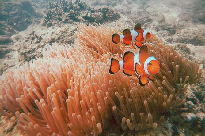 Surin Islands Snorkel Tour by SeaStar Andaman from Phuket - The Moken Sea Gypsy Village Stop: Culture Without the Museum Feeling