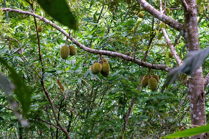 The Phuket Rites of Passage Eco Adventure - Stop 1: Wat Pai Yuan Phueng meditation and blessings