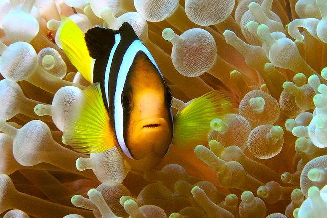 Try Scuba Diving - Meals on the Boat and the 7-Hour Phuket Rhythm