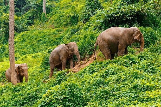 Zipline Experience in Phuket - Group size, crew attitude, and why it matters for enjoyment